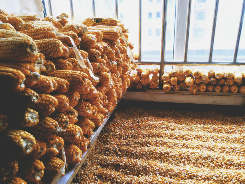 India needs to boost maize production, adjust pricing for grain ethanol: report